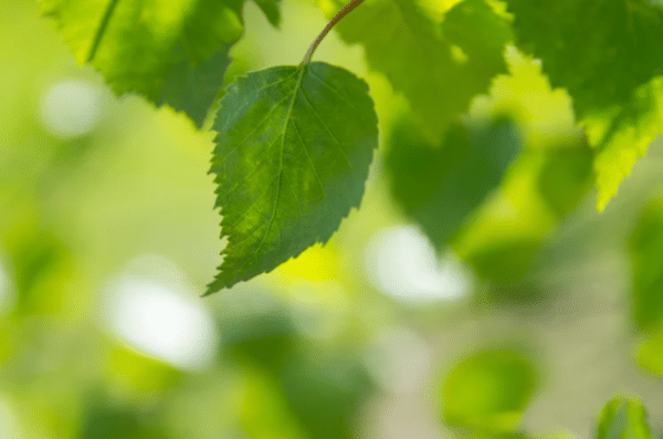 15 Easy Earth Day Crafts for Kids